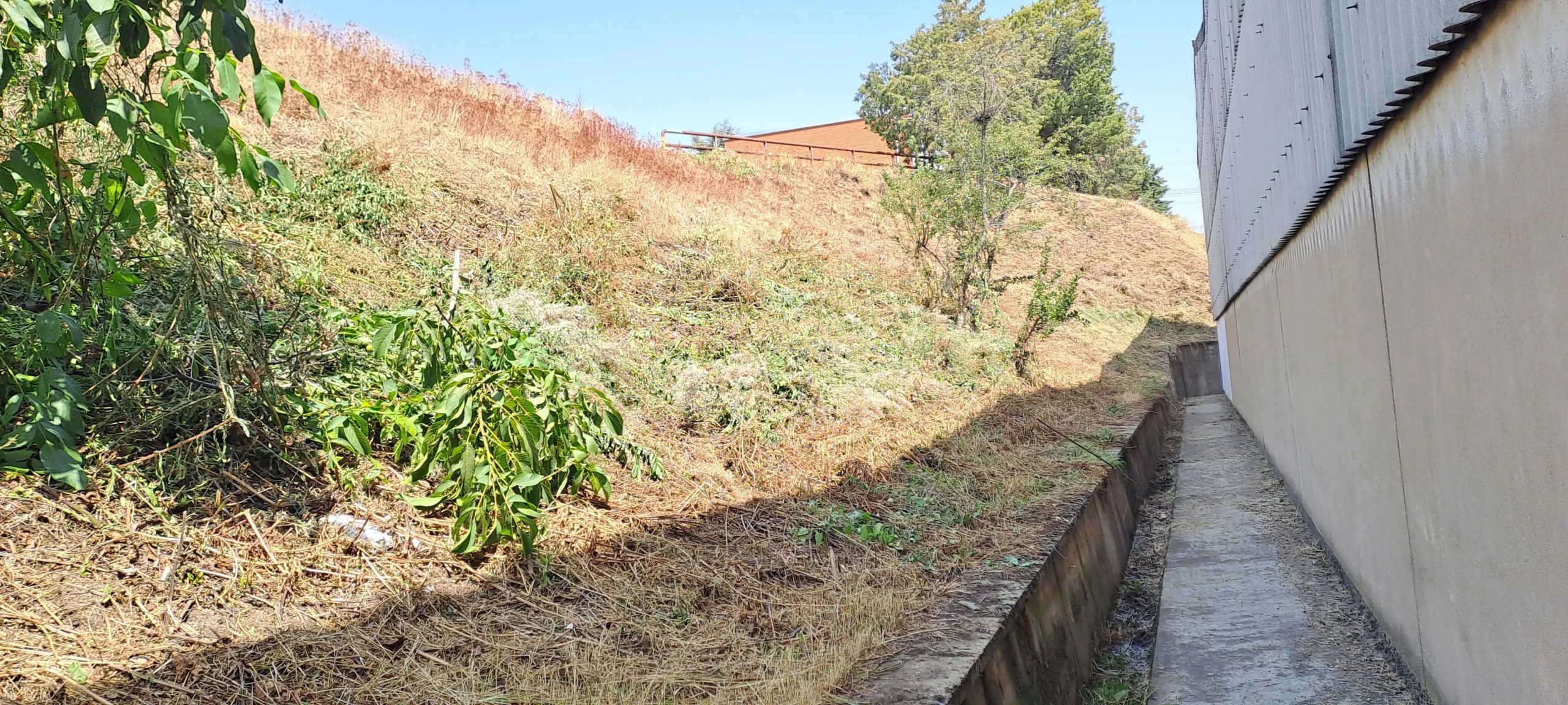 Desbrozar finca en El Bierzo